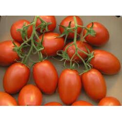 עגבניות תמר – מחיר לקילו