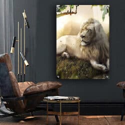 A-74 ציור של אריה בטבע להדפסה על זכוכית מחוסמת או קנבס