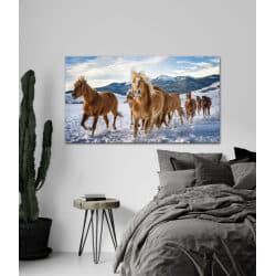 תמונת קנבס – סוסים צפוניים